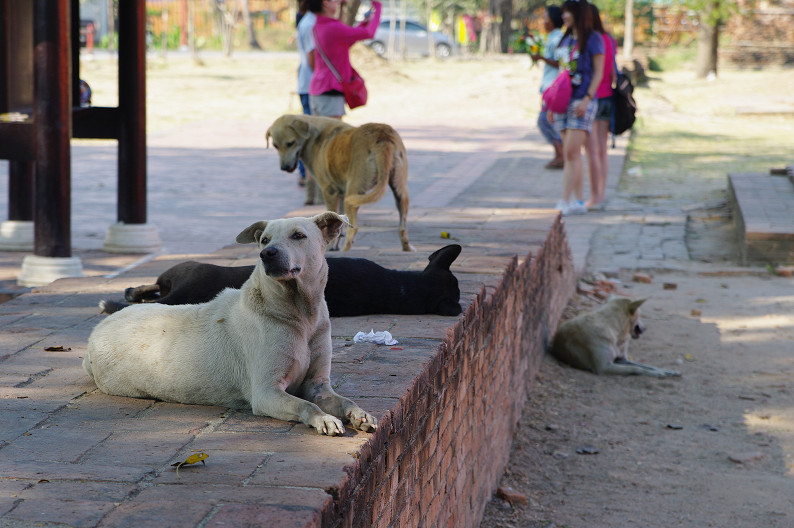 タイ旅行．．．　No.18_f0152550_2140585.jpg