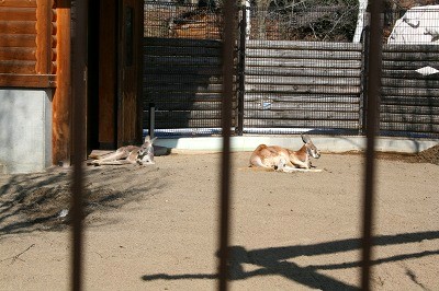 カピバラの華ちゃん_b0223456_1057958.jpg