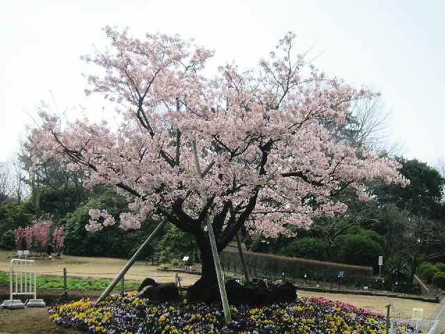 【大船フラワーセンターの玉縄桜】_c0042960_17445844.jpg