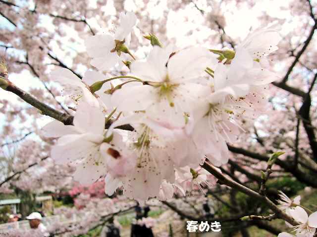 【大船フラワーセンターの玉縄桜】_c0042960_1745938.jpg