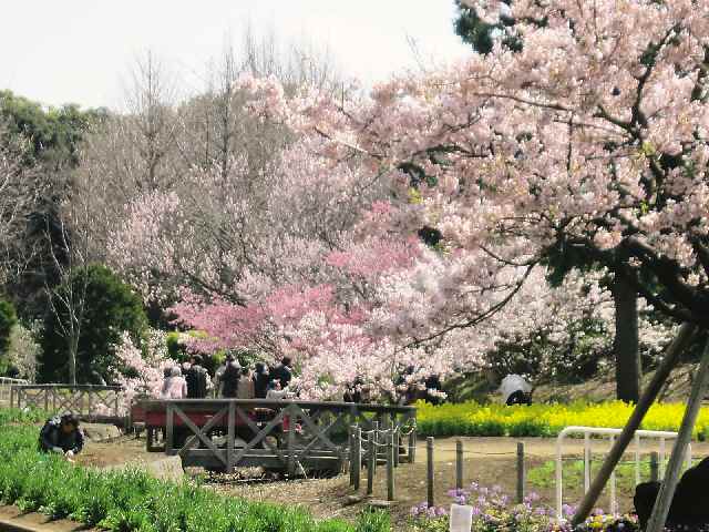 【大船フラワーセンターの玉縄桜】_c0042960_17503210.jpg