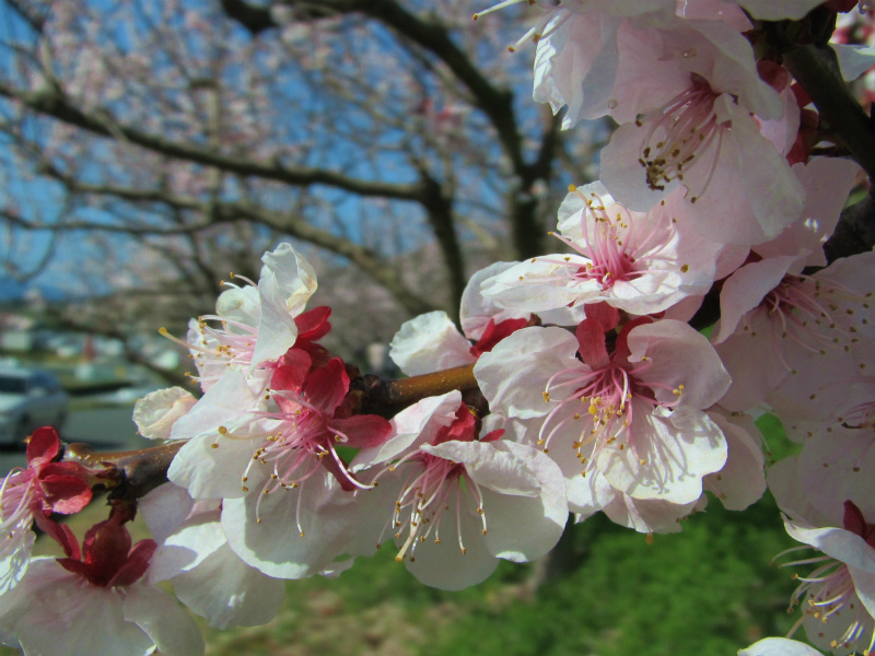 あんずの花が満開　　　13　　3/15_f0156960_21425052.jpg