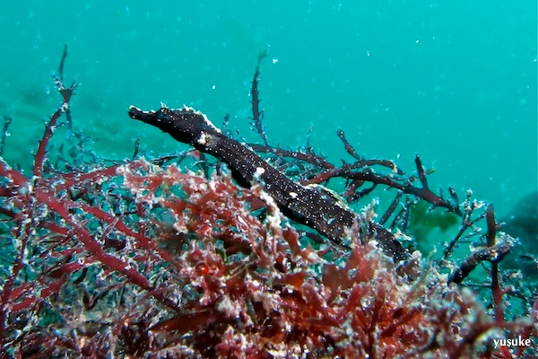 e0158261_18481783.jpg