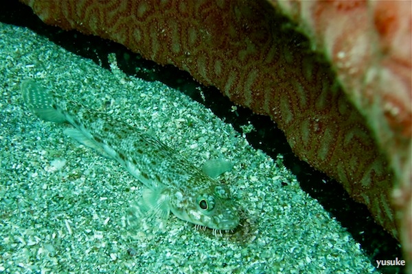 e0158261_18482473.jpg