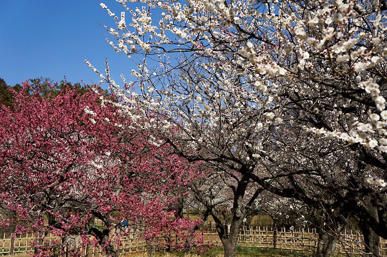 横浜　こども自然公園(３月１１日)_c0057265_3353890.jpg