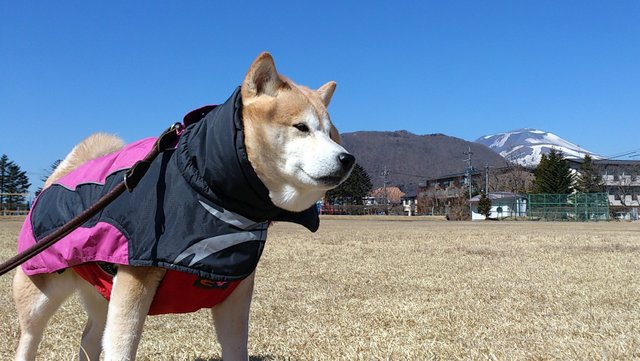 雪解けあとの矢ヶ崎公園_b0274270_13572994.jpg