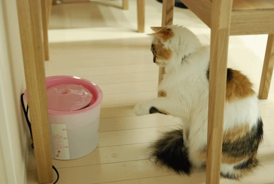 a0266372_2084715.gif