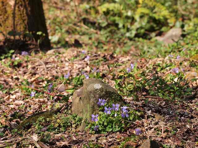 スミレの花_b0135573_741324.jpg