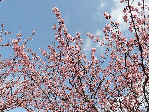 ひと足早い浦安の桜_e0055176_0134378.jpg