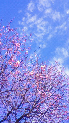 梅の花が咲いて。_e0168583_1702236.jpg