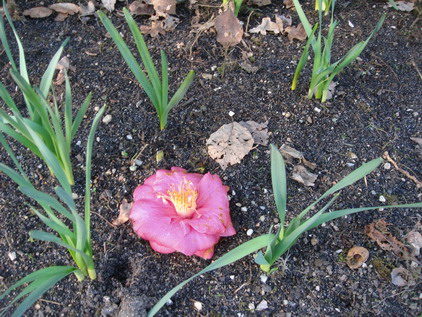 街のアーモンドの花と「姫りんご通りはさくらんぼ通りになる!?」の巻き_a0247585_535692.jpg