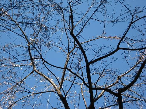 開花宣言_f0040201_12261040.jpg