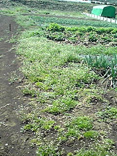 e0270403_22202675.jpg