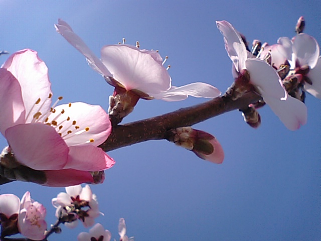 アーモンドの花・実は夏で下のURLです…2014・3・28_f0231709_729361.jpg