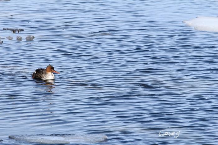 冬の鳥　ウミアイサ　♀♂　　道東シリーズ⑦　（２/２７～２８撮影）　2013年_d0129921_22385310.jpg