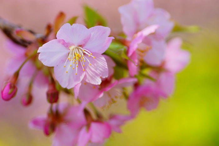 kawadu-sakura_e0077521_2139186.jpg