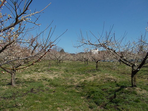 f0111128_154144.jpg