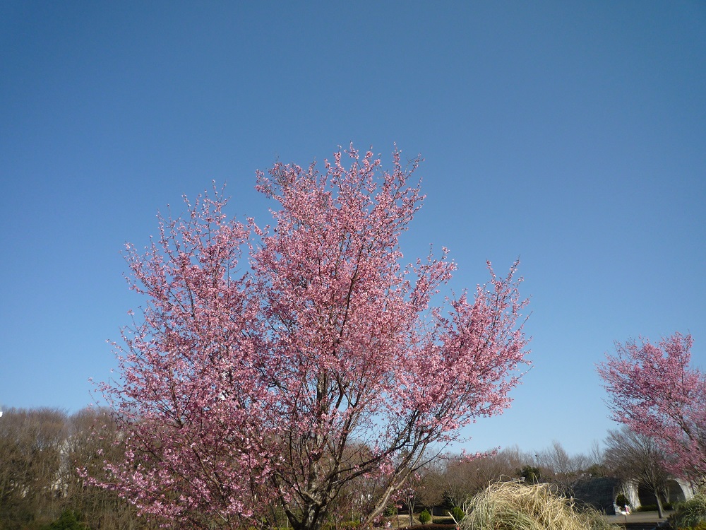 小さな桜の名は。。。_f0242429_17344872.jpg