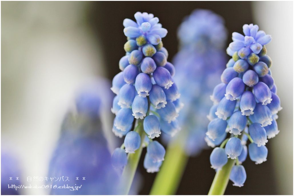 可愛いムスカリの花！！！_e0052135_2233274.jpg