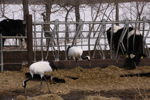 春なので動物注意! 3月16日_f0113639_16565532.jpg