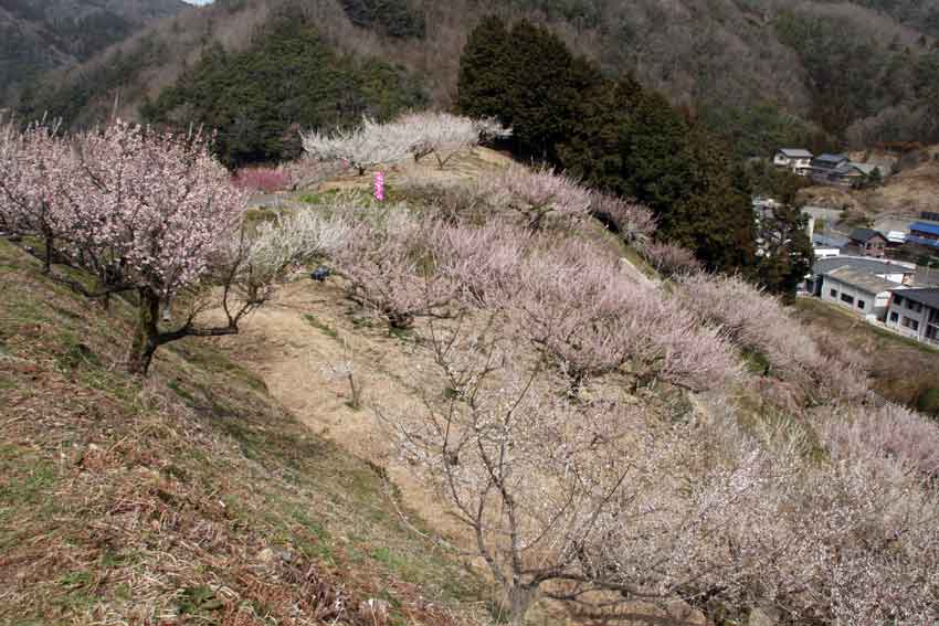 吉野川市美郷の「梅の花」は満開です♪_d0058941_20135917.jpg