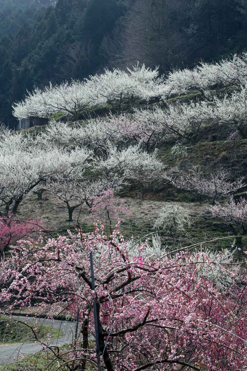 吉野川市美郷の「梅の花」は満開です♪_d0058941_2063139.jpg