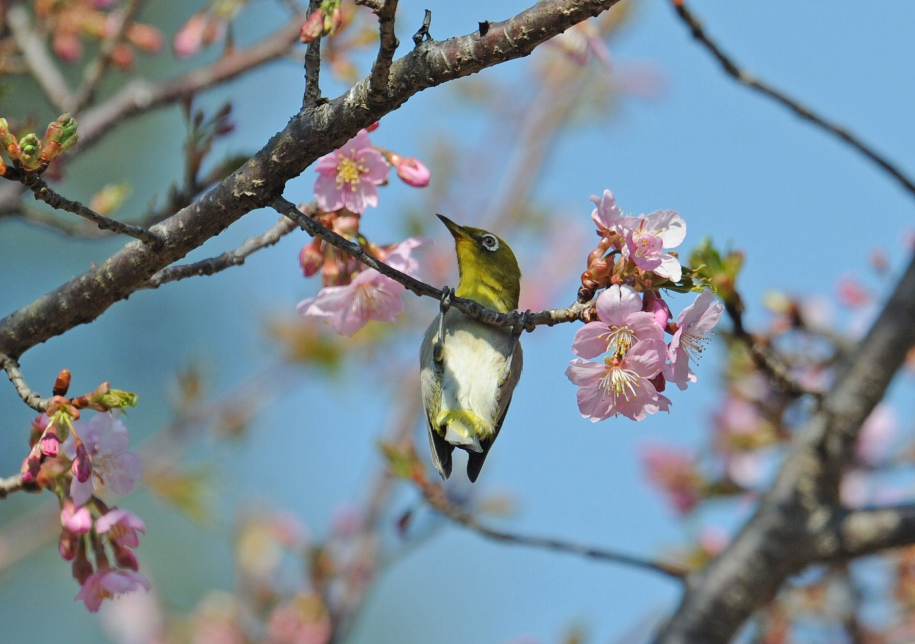 メジロ・・・河津桜と_c0233349_16505137.jpg