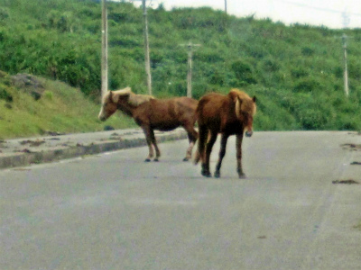 与那国島２日目-その１_d0031853_552353.jpg