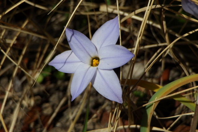 ヒュウガミズキ、ホトケノザ、紫花菜、山茱萸、ハナニラ、芝桜、トサミズキ_a0030958_23273535.jpg