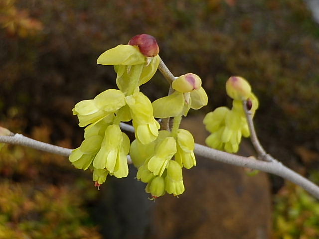 ヒュウガミズキ、ホトケノザ、紫花菜、山茱萸、ハナニラ、芝桜、トサミズキ_a0030958_23373669.jpg