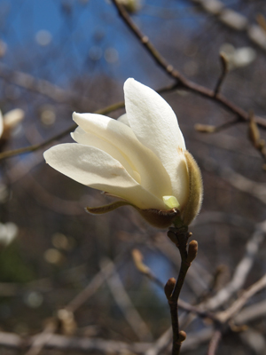 薬師池公園の春を楽しみました。_b0112263_22464659.jpg