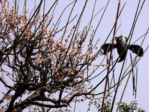 長柄（ながら）散歩写真_c0191967_21282366.jpg