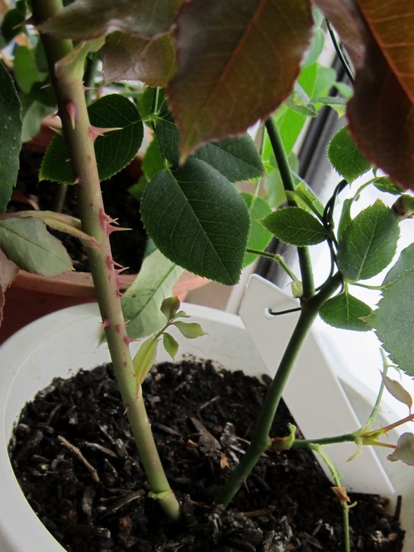 挿し木のベイサルシュート ｊｕｄｅの庭と薔薇のカヲリ