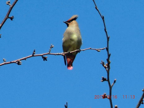 冠のある野鳥発見 この鳥の名前を教えて下さい 小次郎じじ物語 冠のある野鳥発見 この鳥の名前を教えて下さい 小次郎じじ物語
