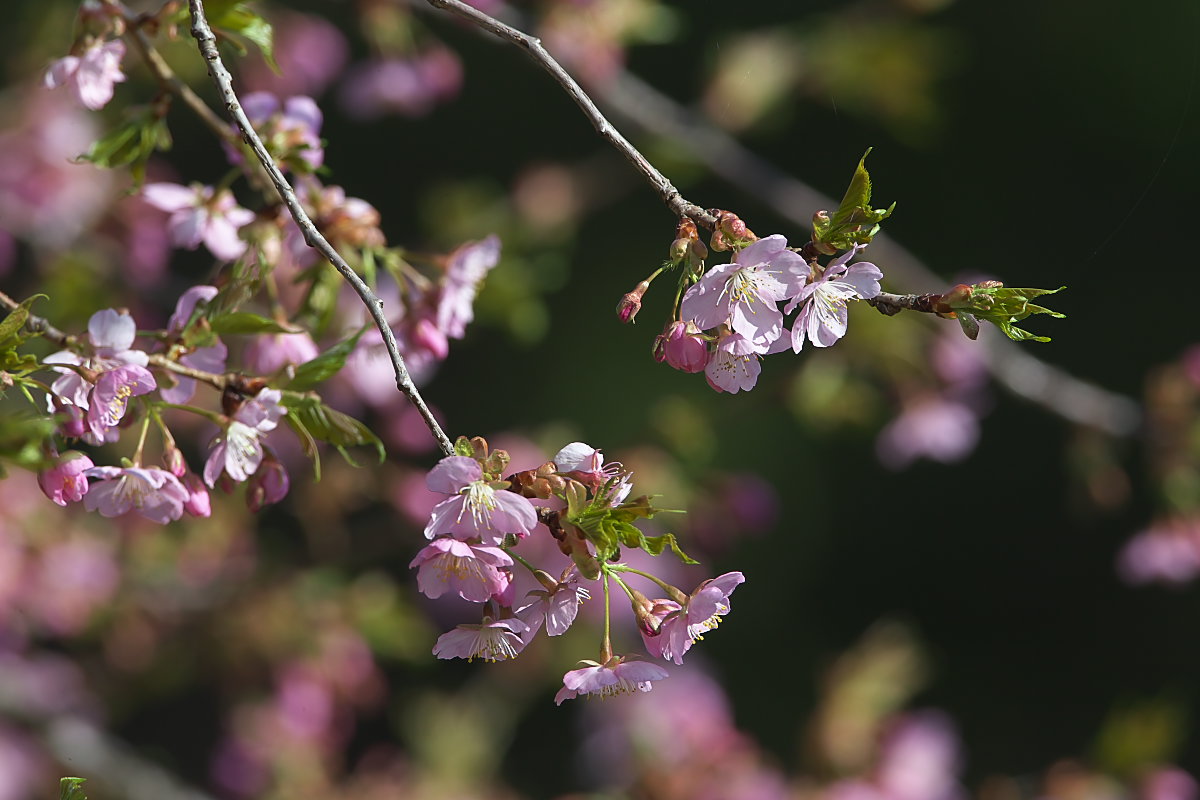 河津桜は見頃_d0125872_23483837.jpg