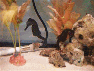 f0092775_18182065.gif