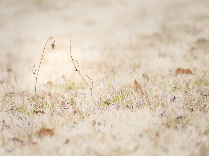 春の枯れモノ_a0161380_20212521.jpg