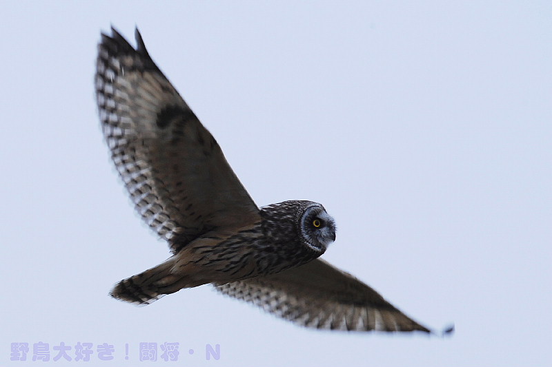 コミミズクの飛翔♪_f0059882_9512142.jpg