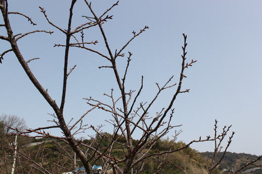 八重桜のつぼみ_f0257085_13222765.jpg
