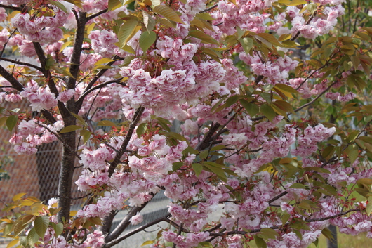 八重桜のつぼみ_f0257085_13285399.jpg