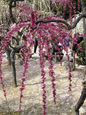 津の結城神社へしだれ梅を見に行きました（3月16日）_d0021786_2329121.jpg