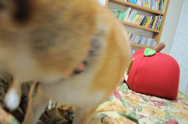 どこで寝る?_a0126590_12272683.jpg