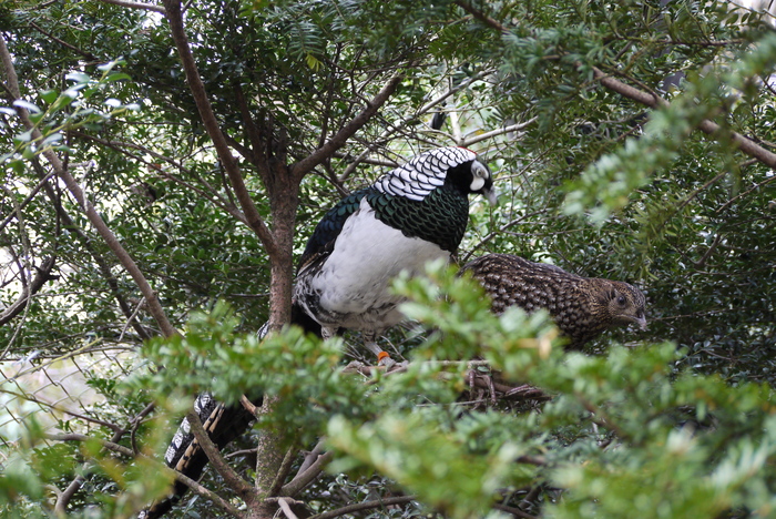 よこはま動物園ズーラシア③_a0127090_2149937.jpg