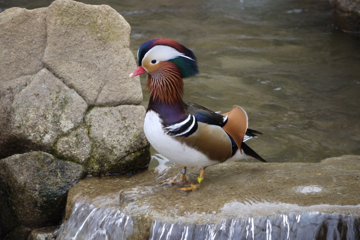 よこはま動物園ズーラシア③_a0127090_21535467.jpg