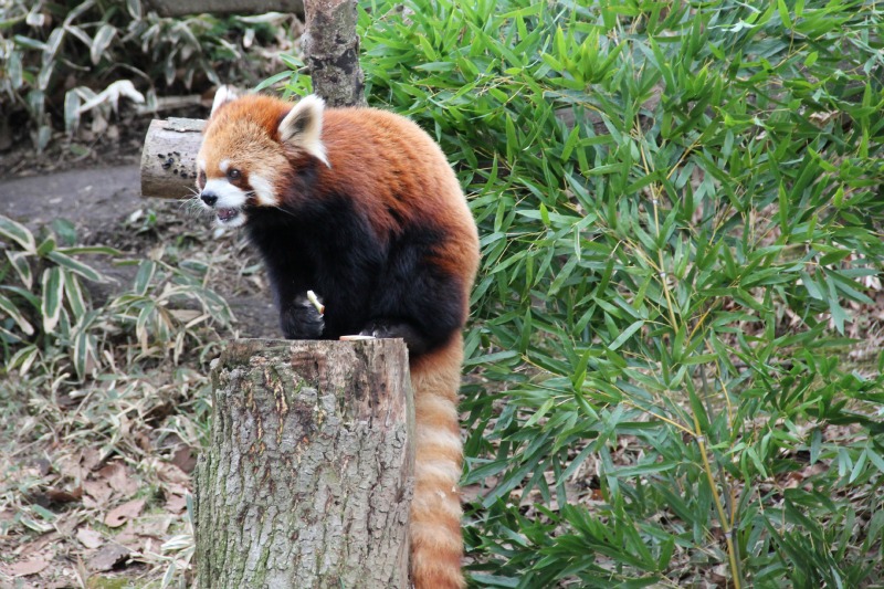 よこはま動物園ズーラシア③_a0127090_21575638.jpg