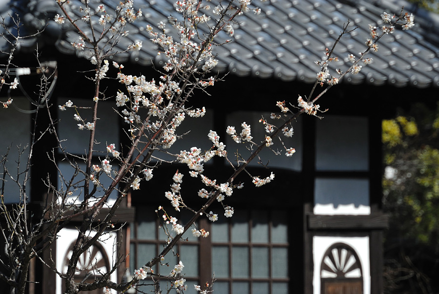 13.02.24：kajiさんと行く、牛尾梅林・高伝寺で梅撮りオフ５_c0007190_17355873.jpg