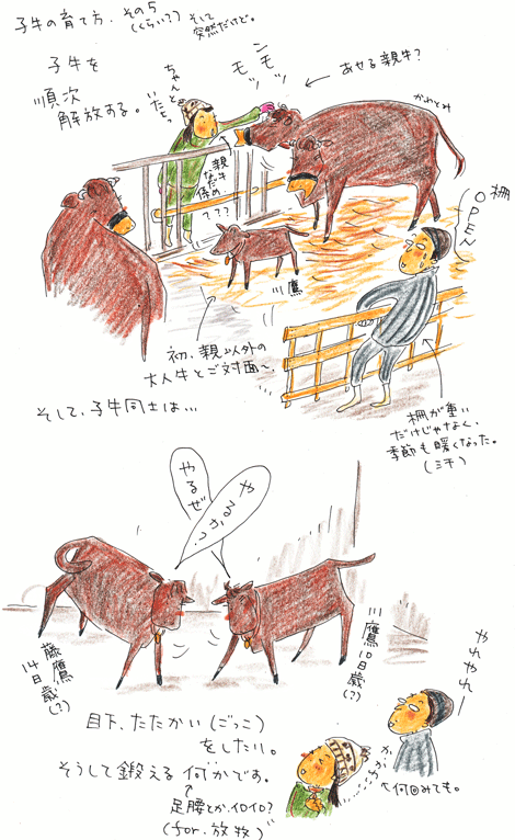 子牛の育て方<解放>編_f0236291_10462924.gif