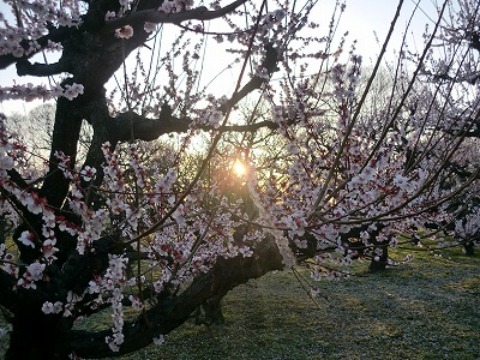 惜梅・咲桃・待桜　３月16日（土）大阪城ＲＵＮ：38㎞_b0176192_12461195.jpg