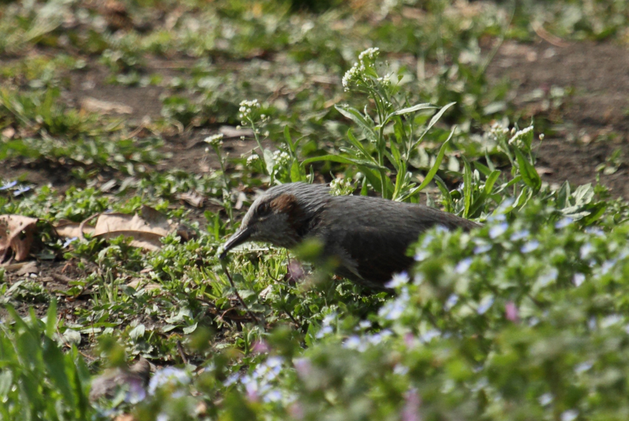 ヒヨドリはオオイヌノフグリを食べる 花と樹と風の中