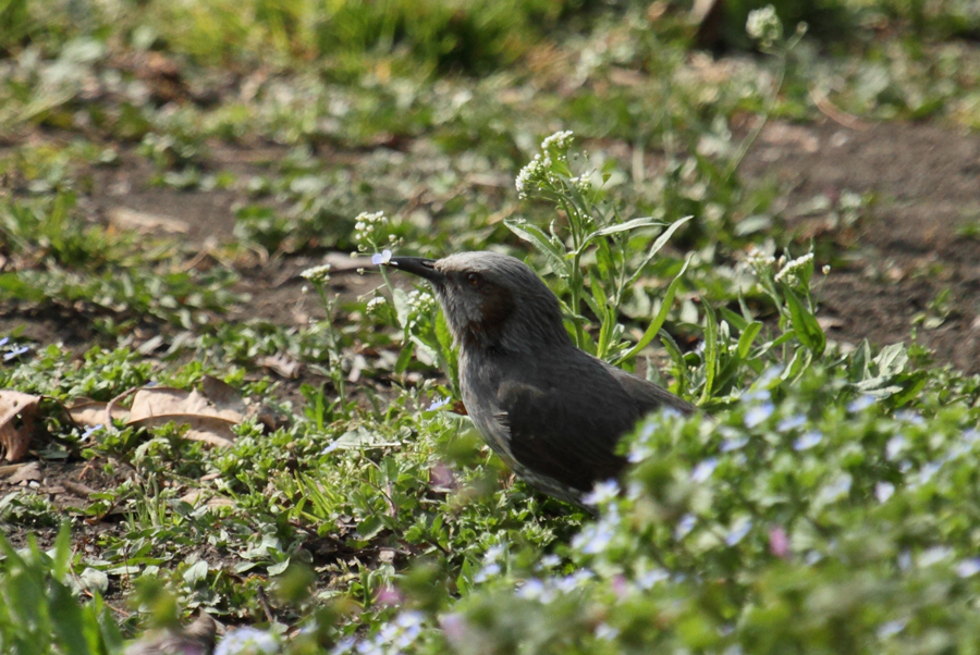 ヒヨドリはオオイヌノフグリを食べる 花と樹と風の中